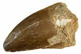 Fossil Mosasaur (Thalassotitan) Tooth - Morocco #345113-1